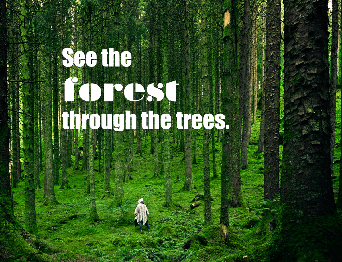 See the forest through the trees